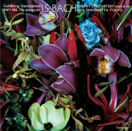 欧洲免费黄色录像
